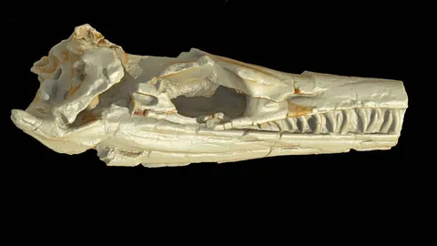 วิวัฒนาการปรับตัวในกลุ่มจระเข้โบราณ