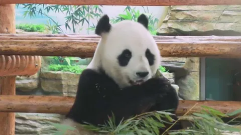 จีนจัดบ๊ะจ่างสูตรพิเศษ อิ่มอร่อยกันทั่วสวนสัตว์ (คลิป)