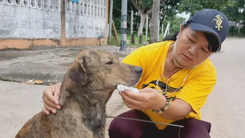 คนใจร้ายเอาธนูยิง "เจ้าเสือ" หมาจรที่อุดรฯ คาดไปเห่าใส่พวกลักลอบจับปลา