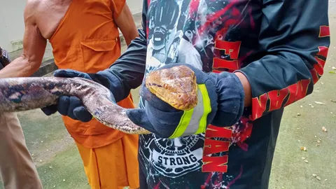 พระสงสัยหมาแมวในวัดหายไป ตามมาดู "งูเหลือม" ตัวใหญ่นอนในท่อระบายน้ำ