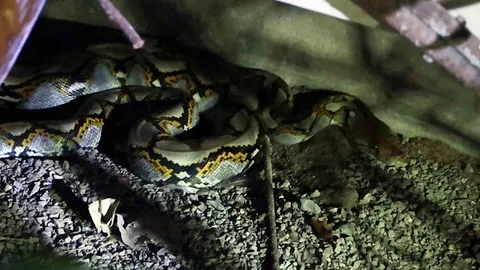 พระตกใจ งูเหลือมร่วงกุฏิ ตาม จนท.ช่วยจับ เชื่อกินแมว-ไก่วัดหลายสิบตัว