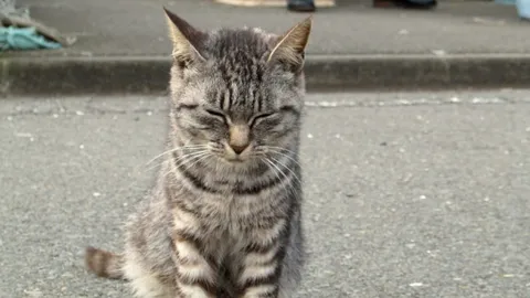 สุดทึ่ง แมวแสนรู้ ช่วยคนแก่ตกคลองชลประทาน จนตร.ญี่ปุ่นมอบรางวัล