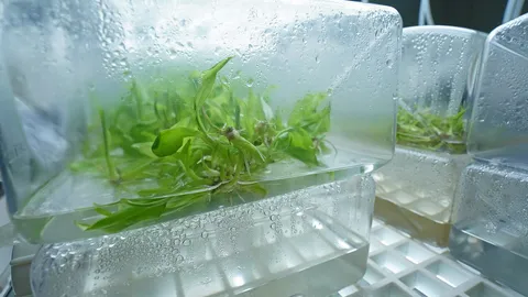 อาหารเหลวเพาะเลี้ยงพืช