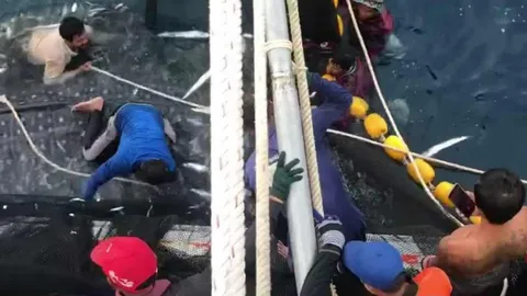 ภาพหาดูยาก เรือประมงที่สตูล ปล่อย "ฉลามวาฬ" 3 ตัว พ่อแม่ลูก ติดอวน (คลิป) 