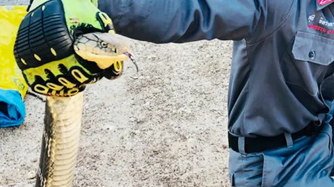 งูจงอาง งูเหลือม บุกถิ่นมนุษย์ คอหวยยิ้มเลขที่บ้านเด็ดแถมเป็นเลขเบิ้ล