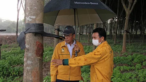 กยท.โชว์หมวกยางพารา สวมต้นกันฝนเพิ่มวันกรีด