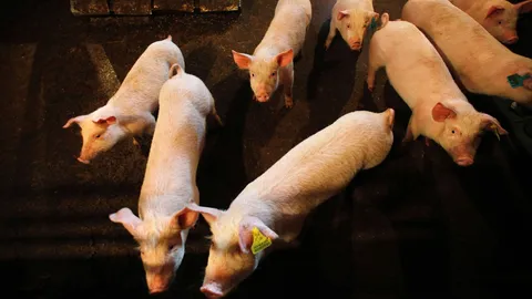 จีนพบไวรัสสายพันธุ์ใหม่ระบาดจากหมู หวั่นลุกลามกลายเป็นโรคระบาด 