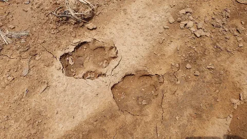 รอยเท้าสัตว์ประหลาดที่เลย ดูจากลักษณะมีขาเดียว ชาวบ้านเชื่อเป็นผีโป่ง