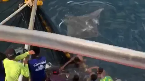 เรือประมงสตูล ช่วยปลากระเบนราหูติดอวน 12 ตัว กลับสู่ทะเลลึกปลอดภัย