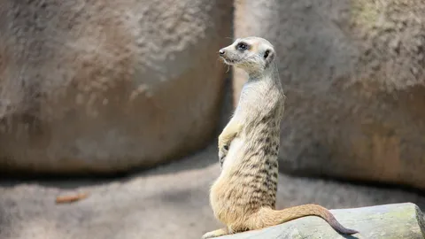 เมียร์แคต...สัตว์สามัคคี