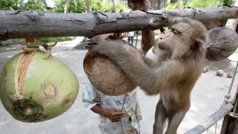 PETA เผยห้างฯในสหรัฐฯ UK เนเธอร์แลนด์ ร่วมแบนกะทิไทย ทรมานลิงเก็บมะพร้าว