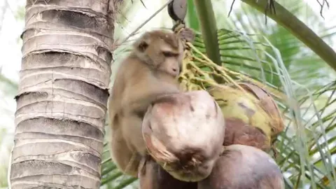 ชาวสวนเดือด โต้ PETA ลิงเก็บมะพร้าว คือภูมิปัญญา ไม่ใช่การทารุณ