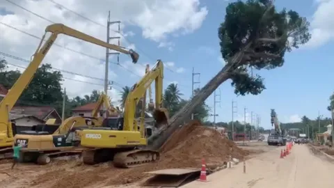 เอาใจช่วยภารกิจ "ย้ายต้นยางนา" 300 ปี รอดจากการโค่นทิ้ง เหตุถนนตัดผ่าน