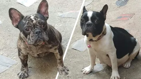 ตามเจอแล้ว "เฟรนช์ บูลด็อก" ราคาครึ่งแสน สาวอุ้มขึ้นรถ เผยอีกมุม ถูกบูลลี่หนัก