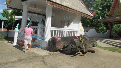 2 ด.ญ.วิ่งเล่นในวัด คืนวันพระใหญ่ เจอดีเข้าให้ เห็น "ตอตะเคียน" ดิ้นได้