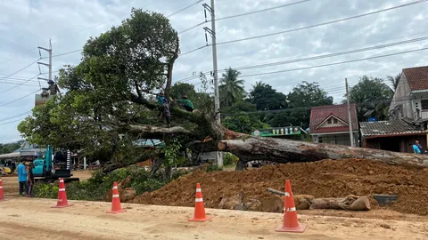 ย้าย "ยางนายักษ์" มีอายุ "กว่า 300 ปี"
