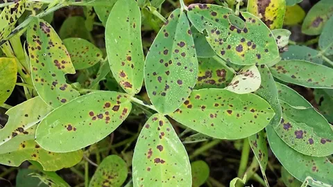 ถั่วลิสง...เสี่ยง 2 โรครุมเร้า