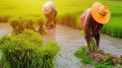 เช็กเลย ธ.ก.ส. จ่ายเยียวยาเกษตรกร รอบ 2 กลุ่มแจ้งบัญชีใหม่ 9 ก.ค.นี้ 