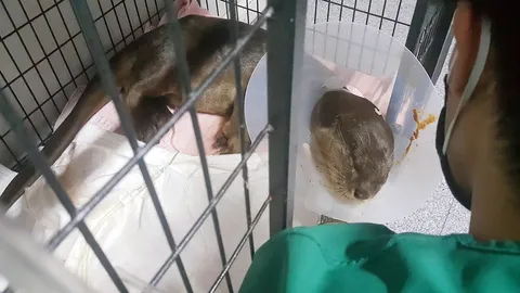 เอาใจช่วย "ทวีธา" นากใหญ่บางขุนเทียนรถชนสาหัส หมอชี้โอกาสรอดยัง 50%