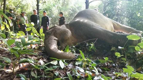 พบ "น้องอาย" ช้างสีดอ วัย 20 ปี ตายปริศนาที่เขาคิชฌกูฏ