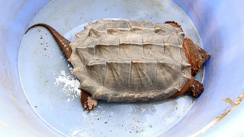 พบเต่าประหลาด ดึกดำบรรพ์ ใกล้สูญพันธ์ุ หนักกว่า 30 กก. ที่กำแพงเพชร (คลิป)