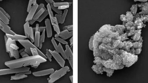 การอยู่รอดของปรสิตมาลาเรียในเลือด