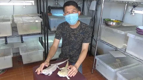 เลี้ยงกิ้งก่าขายรายได้งาม