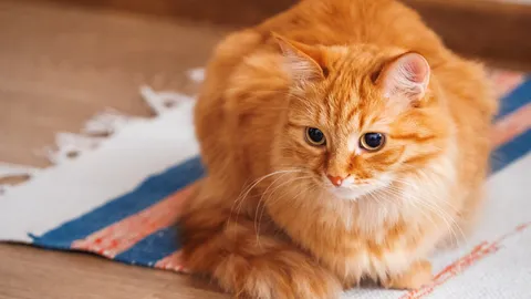 ไขความลับ แมวสีส้มสืบเชื้อสายมาจากแมวป่าแอฟริกา