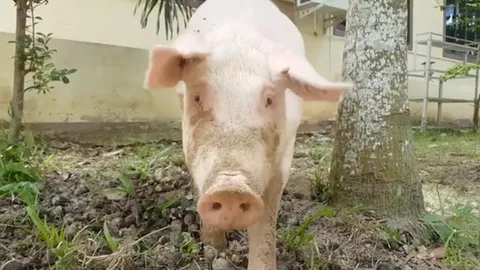 สุกรตัวนี้ชื่อ "บุญรอด" หมูวัดนาทวี ผู้แคล้วคลาดจากโรงเชือดและอุบัติเหตุ