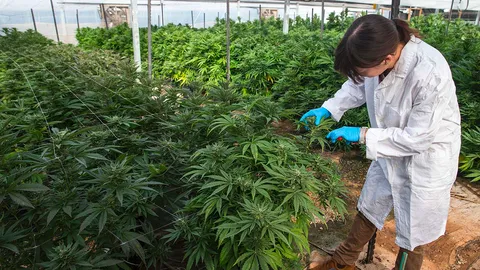 สารสกัดกัญชาทำคุณภาพชีวิตผู้ป่วยดี