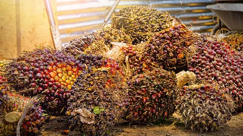 ครม.ประกันรายได้ปาล์มน้ำมัน ตั้งอนุ กก.แก้ไขปัญหา 5 จังหวัดภาคใต้