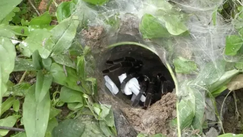 ชาวบ้านวังโป่ง พบรู "พญาบึ้ง" ริมน้ำตก หย่อนเบอร์เสี่ยงทายได้เลขเด็ด (คลิป)