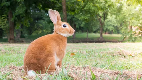 เมื่อกระต่ายตาย