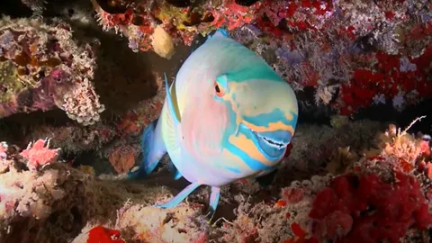 ปลานกแก้ว สิ่งมีชีวิตมหัศจรรย์ที่มี 'รอยยิ้มสุดเกรียน' สร้าง 'บาเรีย' ป้องกันตัวได้