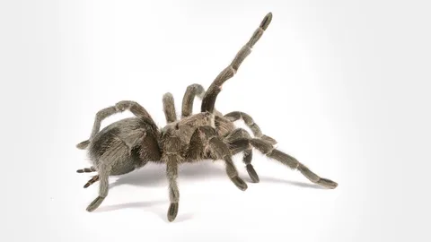 แพทย์ชี้หากโดน "แมงมุม" มีพิษกัด อันตรายถึงชีวิต แนะวิธีการป้องกัน