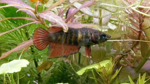 NBBRP โปรเจกต์เพื่อปลากัดไทย