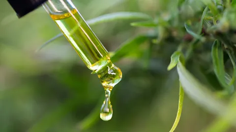 ติงแผนพัฒนา ‘กัญชง’ ไทยหลงทาง ดันผลิตอาหารเสริม-เครื่องสำอาง