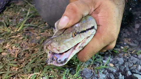 ตำรวจมา 15 นายจับ "งูเหลือม" ยาว 2 เมตรกินไก่ชาวบ้าน ตายไป 4 ตัว