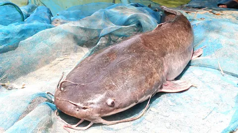 โควิดระบาด ทำปลาดุกโอเวอร์ไซส์ เกษตรกรขายไม่ได้เปลืองอาหาร วอนรัฐหาตลาด