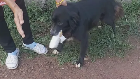 ยาบ้าใคร มารับที่โรงพัก ฝีมือ "เจ้าลำภู" สุนัขหนุ่ม คาบถุงมาแทะเล่น