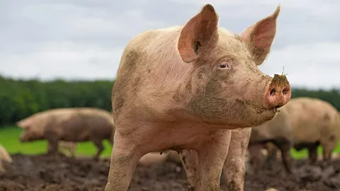 “เลือดหมู” ช่วยฟื้นฟูเซลล์ปอด