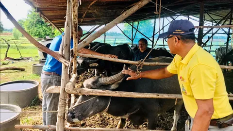 “ควาย” ตาย 25 หนักอีก 28 ตัว ป่วย-คอบวม