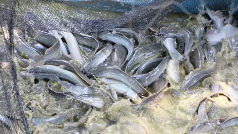 ประมงกำแพงเพชร เปิดขายปลาดุกตัวเท่าแขน ทุบราคา 3 กิโล100 ช่วยเกษตรกร