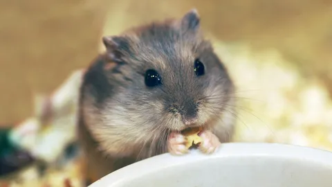 ถึงบางอ้อ เหตุใดแฟลชม็อบนักเรียน-นศ. นัดร้อง "เพลงแฮมทาโร่" วิ่งเป็นวงกลม