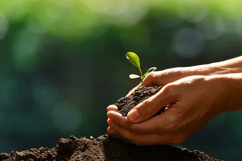 ต้นไม้เพื่อแผ่นดิน