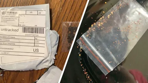 อเมริกามึน พัสดุปริศนา ‘เมล็ดพันธุ์พืช’ ติดป้ายหลอกของมีค่าจากจีน 