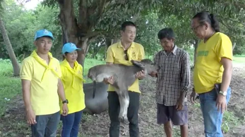 พบลูกควายประหลาด มีแค่ 2 ขา นม 2 เต้า ชาวบ้านฮือฮาแห่ดู-ตีเลขเด็ด