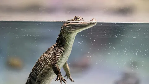 ซากกะโหลกไขต้นกำเนิดจระเข้อเมริกัน