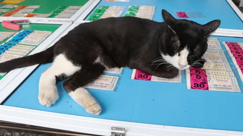 แห่ขอโชค "เจ้าโทน" แมวติดมากับต้นตะเคียน นอนทับแผงไหน คนซื้อตามรับทรัพย์