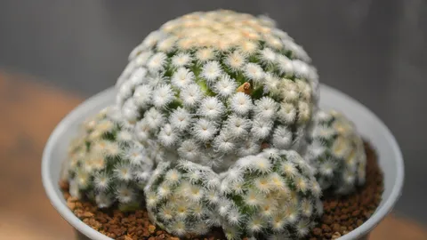 ส่อง 5 สายพันธุ์แคคตัสราคาไม่ตก ต้นไม้ที่มีมากกว่าความสวยงาม